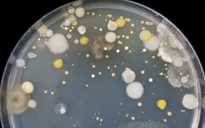 Estudo revolucionário revela segredo molecular para combater superbactérias