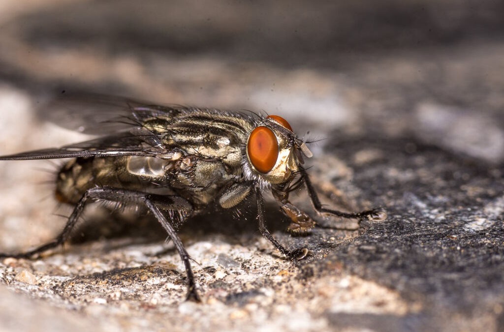 Fezes de mosca revolucionam agricultura no Malawi: fertilizante orgânico aumenta produtividade