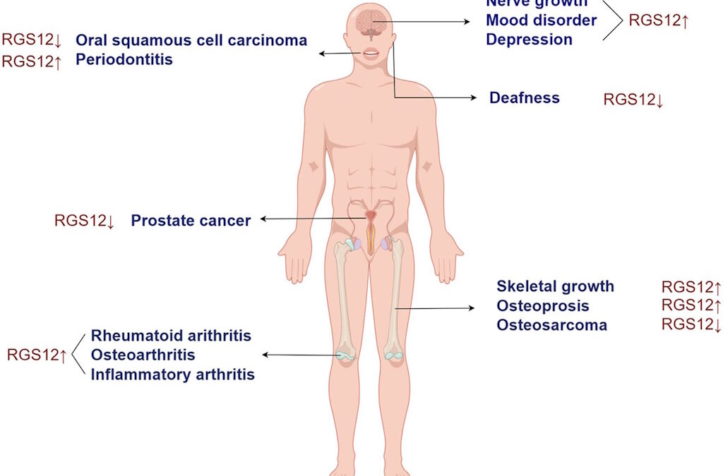 Proteína RGS12: Regulador-chave na reparação tecidual e saúde humana