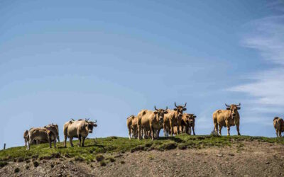 Febre aftosa detetada na Hungria e DGAV pede reforço da prevenção