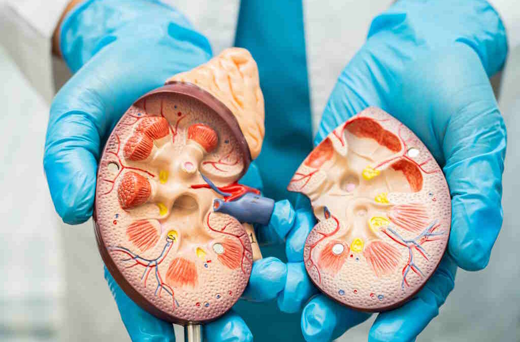 Mais de 30% dos portugueses não sabem que a doença renal crónica pode ser prevenida