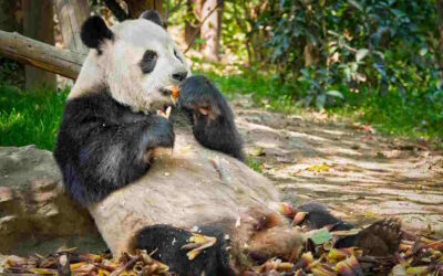 Molécula do bambu contribui para o vegetarianismo dos pandas gigantes