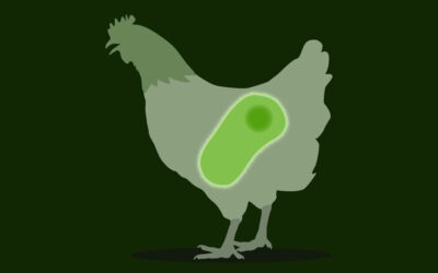 E. albertii multirresistente detetada em carne de frango no Bangladesh