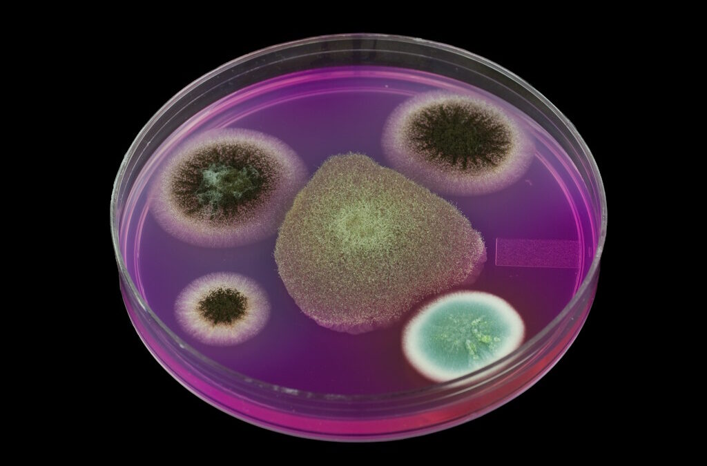 Investigadores restauram eficácia dos antibióticos em bactérias resistentes