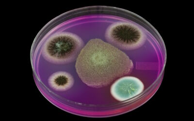 Investigadores restauram eficácia dos antibióticos em bactérias resistentes