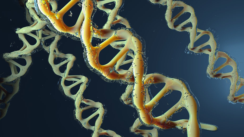 Descoberta revela como proteína forma loops no genoma humano e regula expressão genética