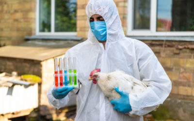 China suspende compra de frango do Brasil após caso de gripe aviária