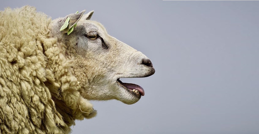 Subida das temperaturas faz renascer ameaça da língua azul no Alentejo