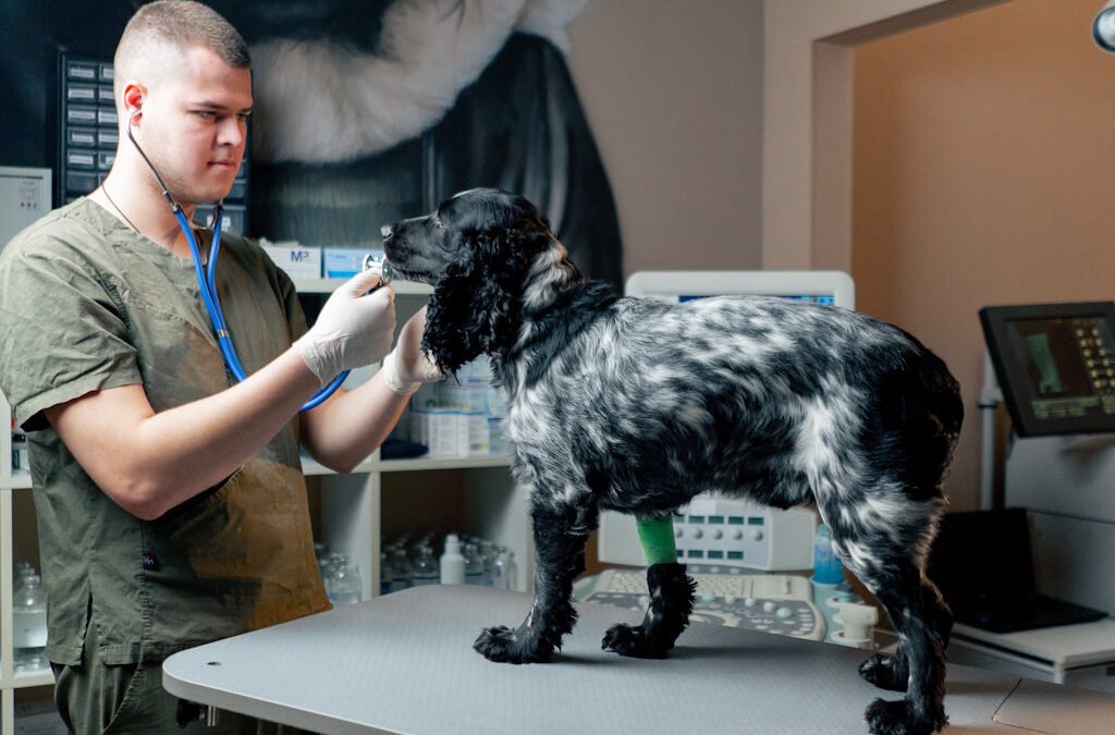 Flébotomo gigante alerta Lisboa para aumento da leishmaniose canina