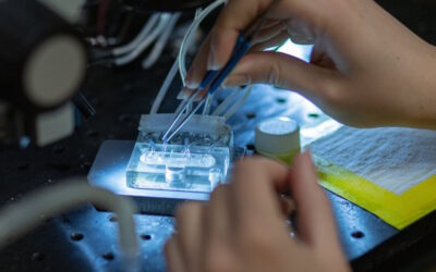 Investigadores desvendam como canais iónicos “memorizam” e contribuem para a aprendizagem