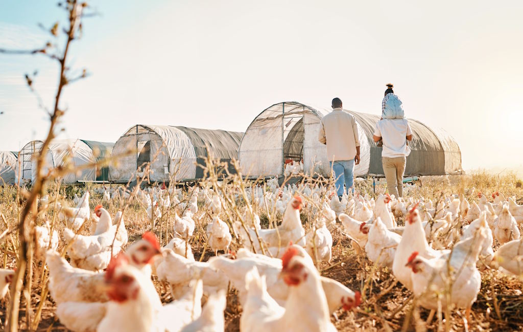 China alarga embargo à importação de frango brasileiro a todos os produtos derivados
