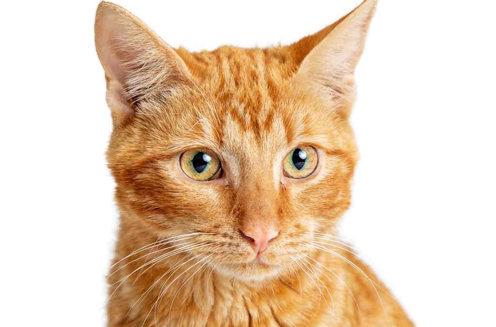 Estudo descobre mutação genética que torna únicos os gatos laranja