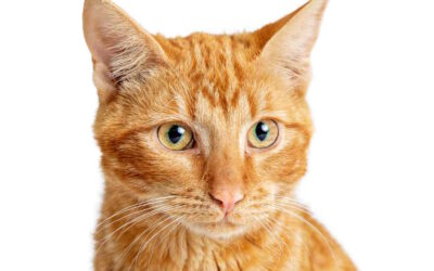 Estudo descobre mutação genética que torna únicos os gatos laranja