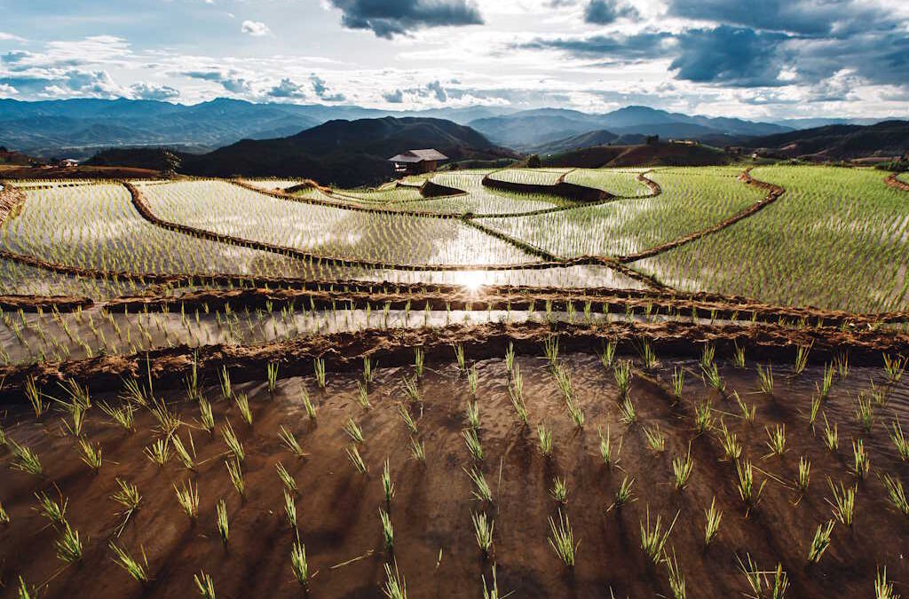 Aquecimento Global Aumenta Arsénio no Arroz e Eleva Riscos para a Saúde