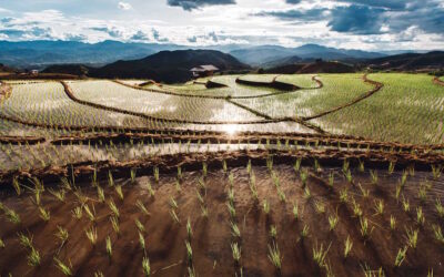 Aquecimento Global Aumenta Arsénio no Arroz e Eleva Riscos para a Saúde