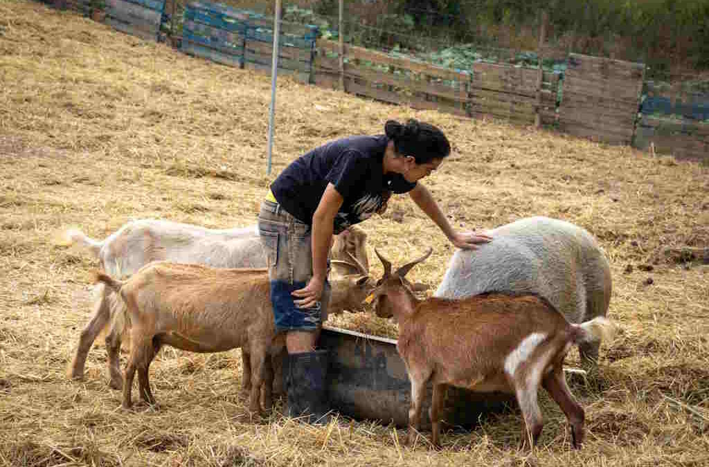 Quinta em Coimbra resgata animais e promove ensino alternativo